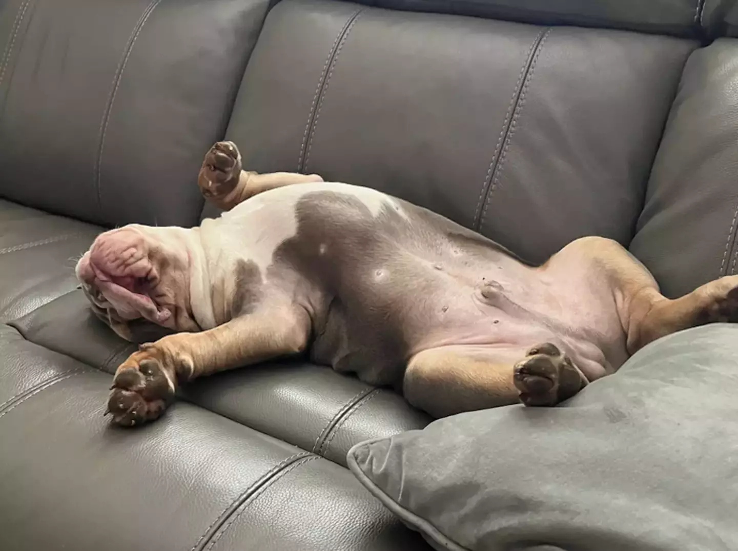 David says the puppy helped him find out about blocked arteries. (SWNS)