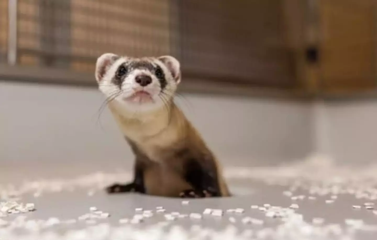 Antonia the black-footed ferret. (Smithsonian Conservation Biology Institute)