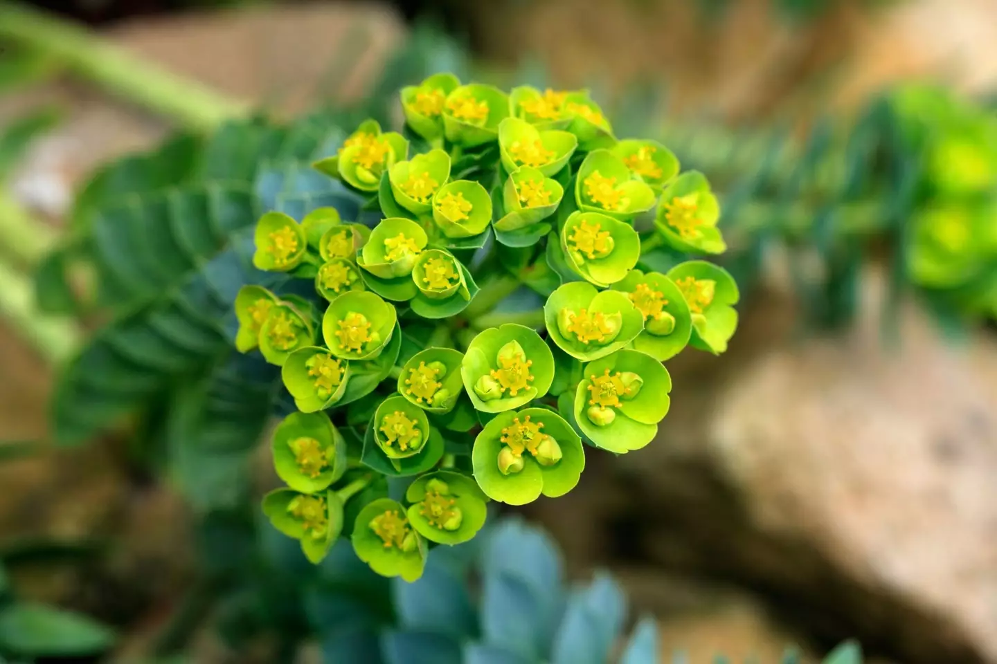 Euphorbia myrsinites (myrtle spurge).