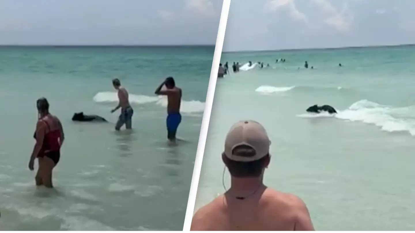 Bear walks out of ocean leaving beachgoers stunned