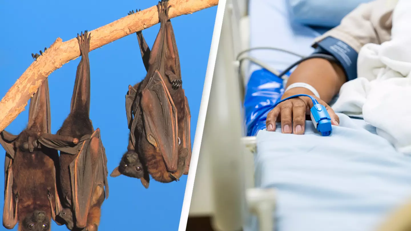 Two men dead after fertilizing cannabis plant with bat poop