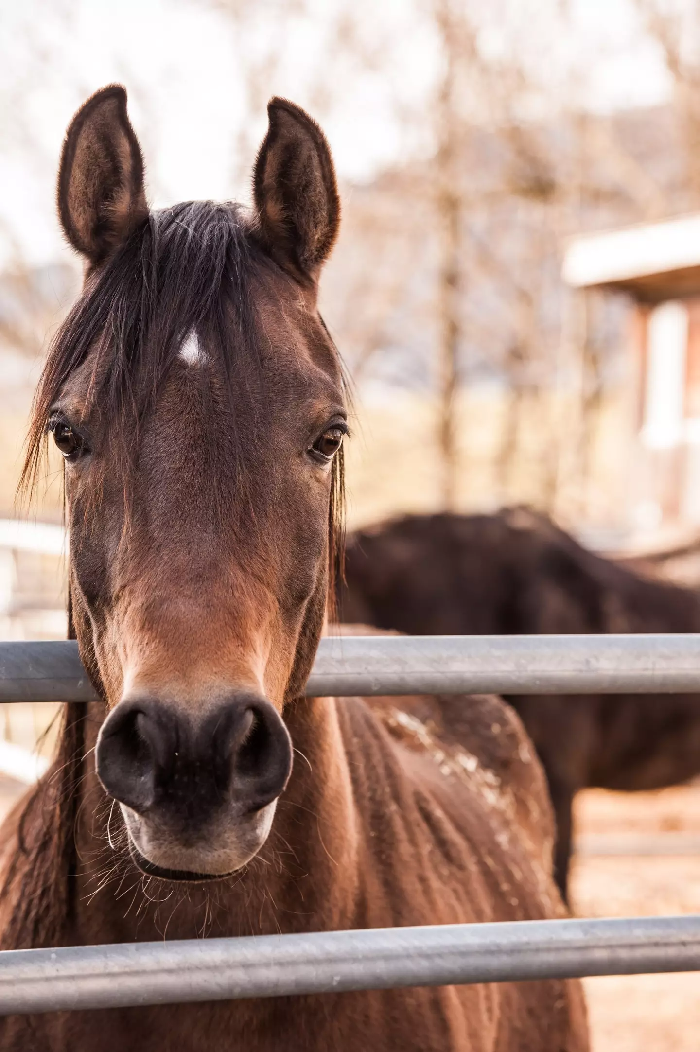 The pair named the chocolate bar after their beloved late horse.