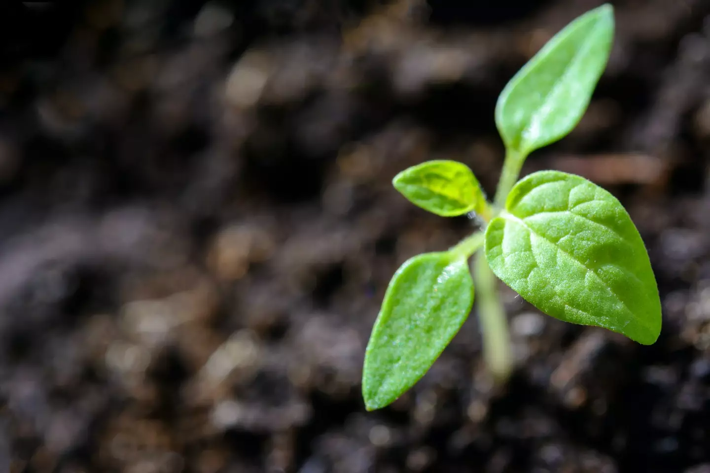 Plants can scream too, kind of.