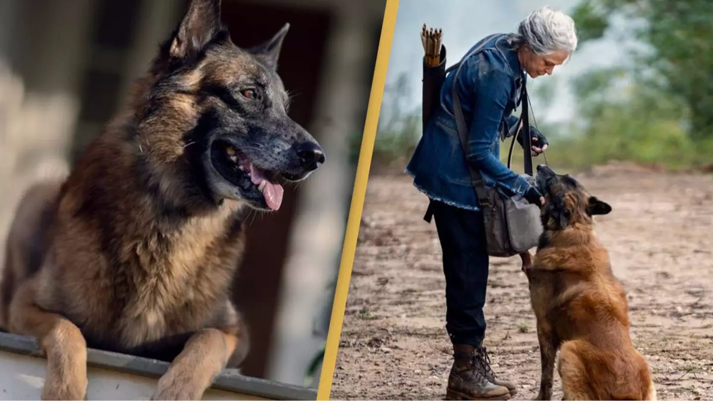 Seven the dog from The Walking Dead has died