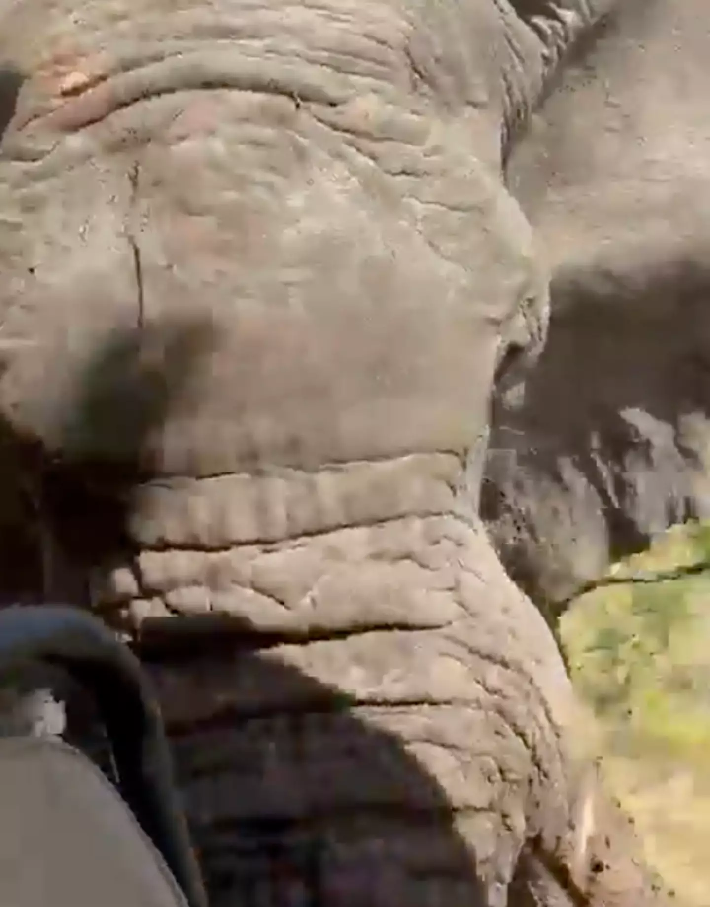 The elephant quickly approached the vehicle.