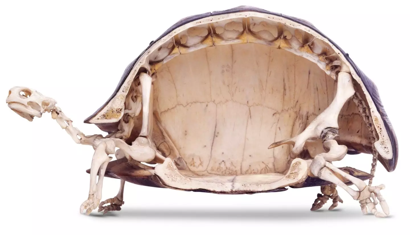 Inside a tortoise's shell.