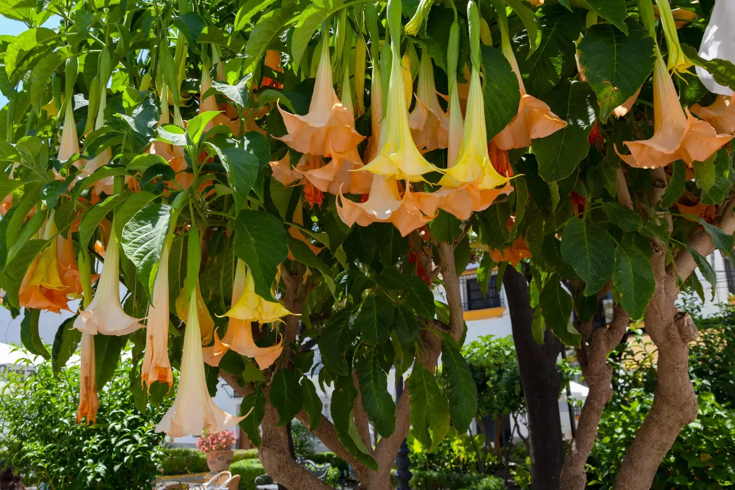The Datura Stramonium plant, where the 'world's scariest drug' comes from.