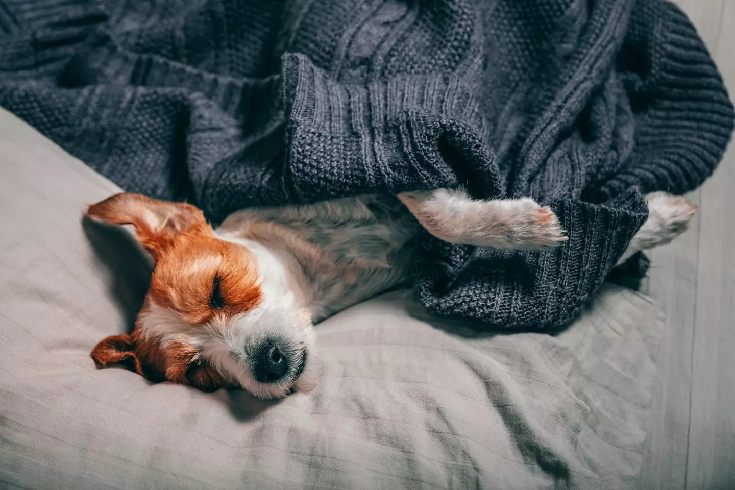 We all want to keep our dogs cozy as the temperatures drop.