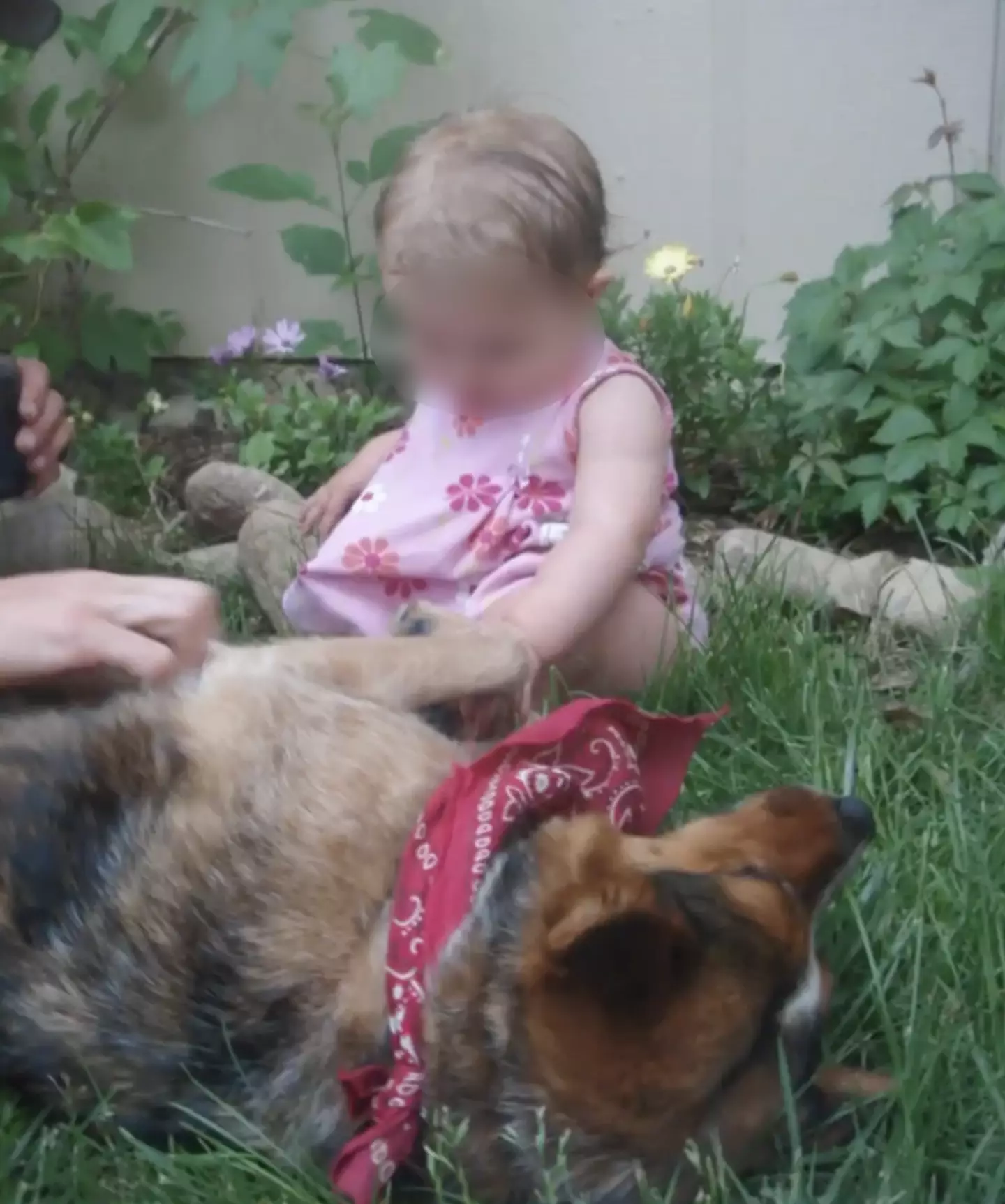 Her friend's baby meeting her dog.
