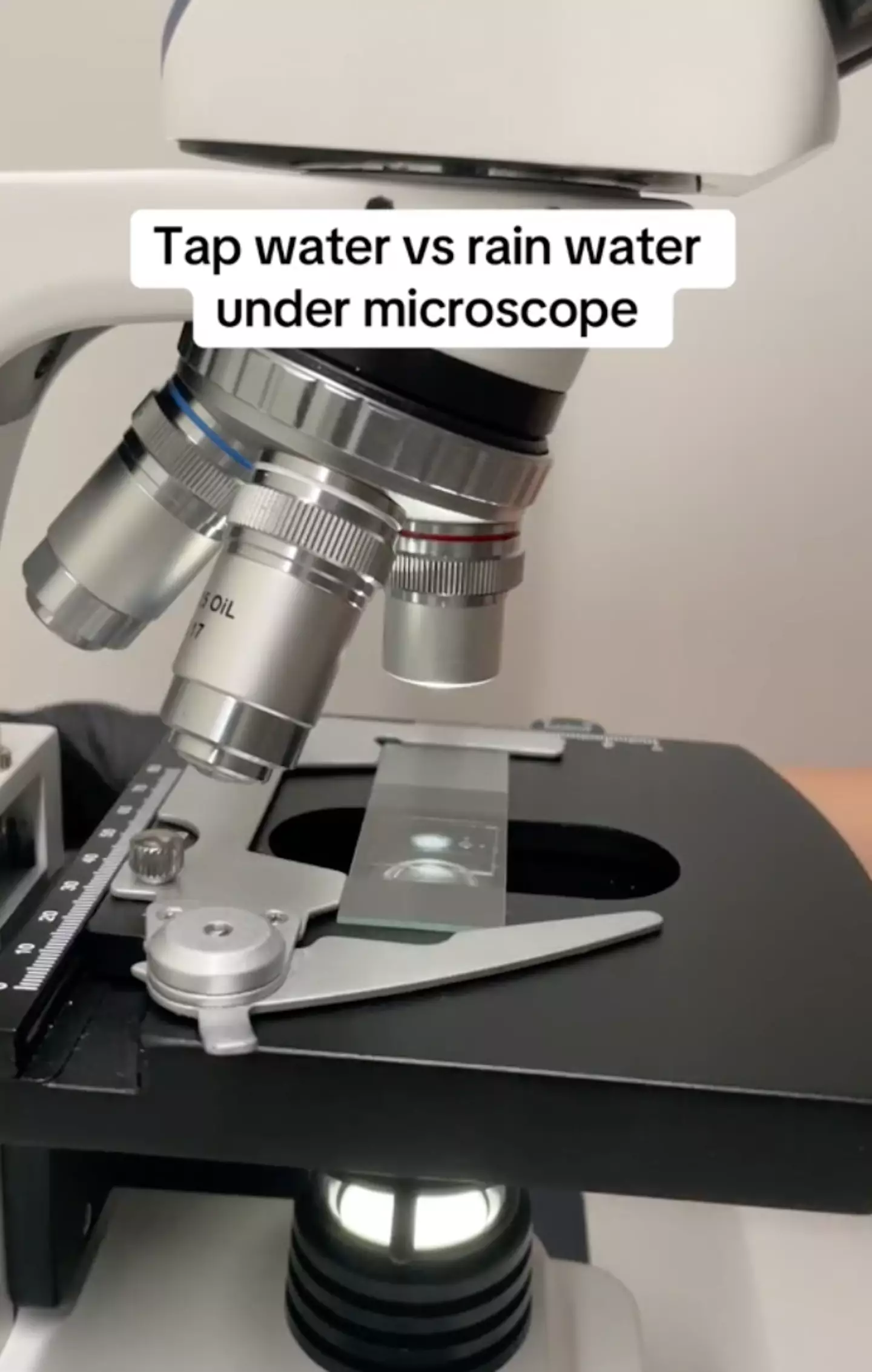 Tap water and rain water was looked at under a microscope. (microscope.vision/TikTok)