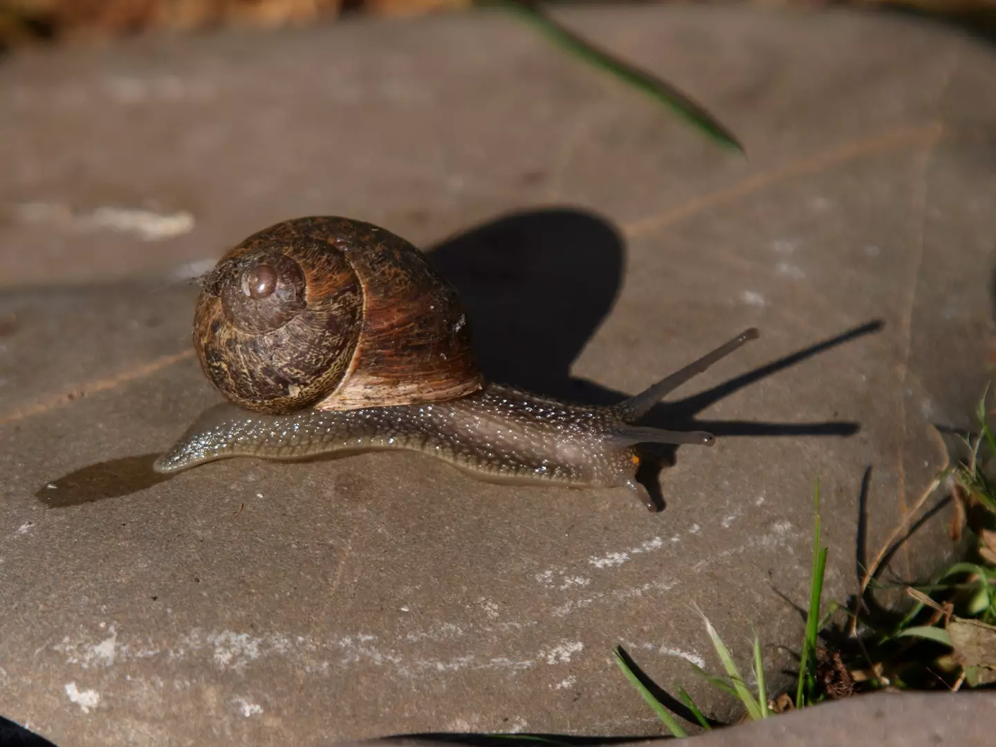 Snails can rest a little easier.