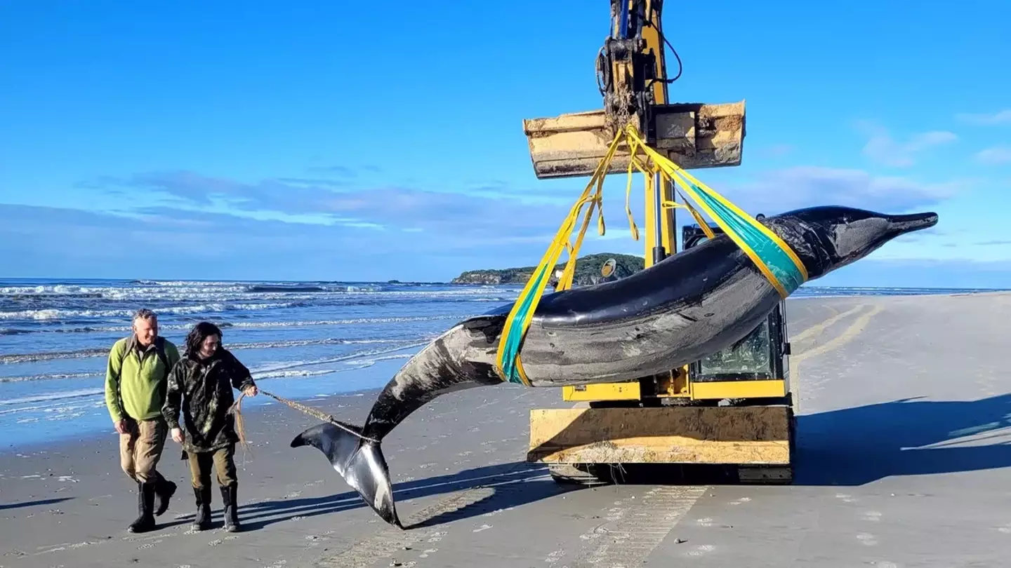 The whale was found ashore a beach in Otago, New Zealand (DOC)