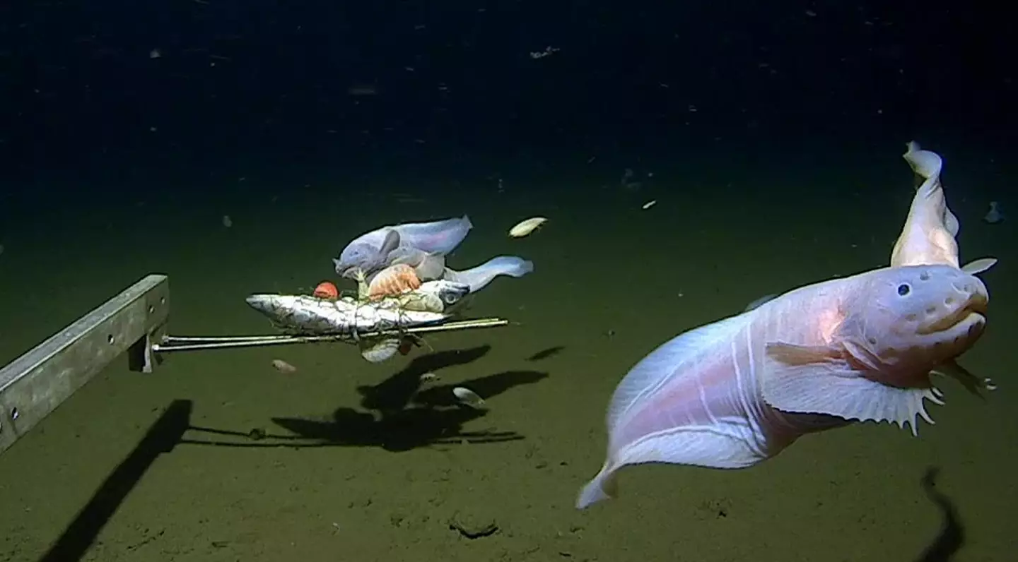 Scientists have discovered the world's deepest fish.
