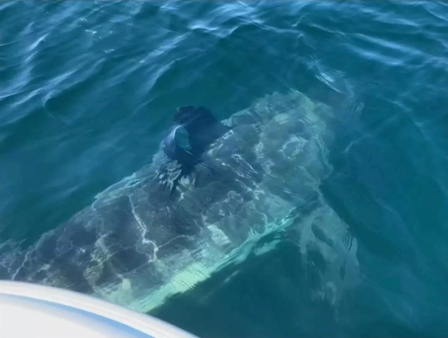 This huge great white was spotted off the coast of Cape Cod.