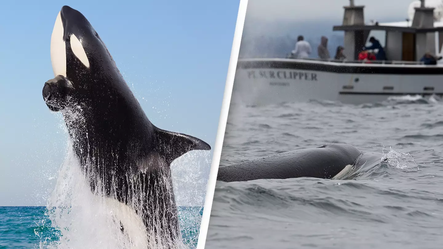 Scientists have a terrifying ‘hunting’ theory for why orcas are attacking boats