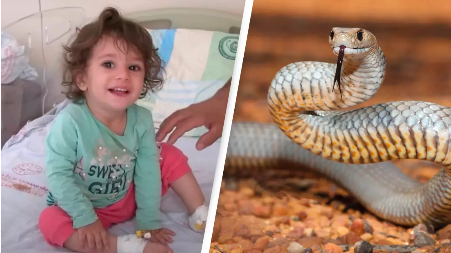 Toddler kills snake in revenge for biting her