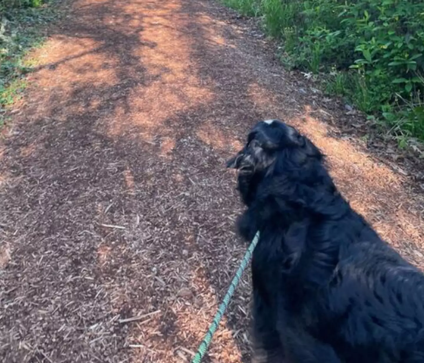Mike Hoffman has incorporated his dog into his routine.