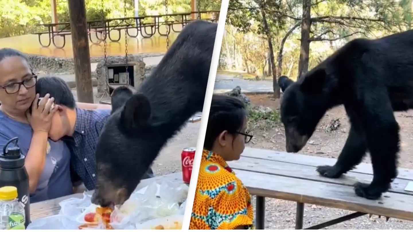 Startling moment bear jumps on table and gatecrashes family’s picnic