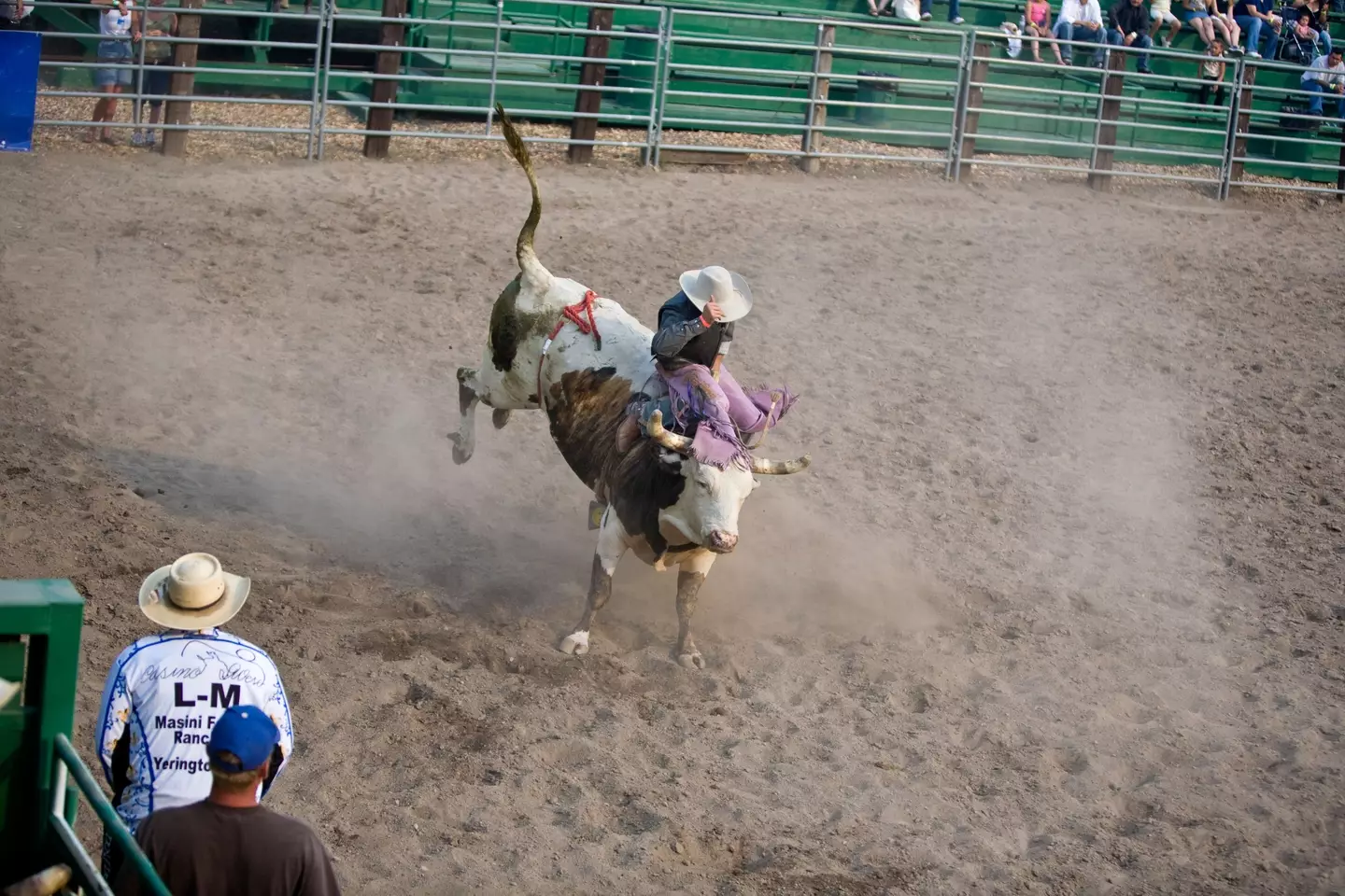 Bull riding is a highly dangerous sport [Stock Image].