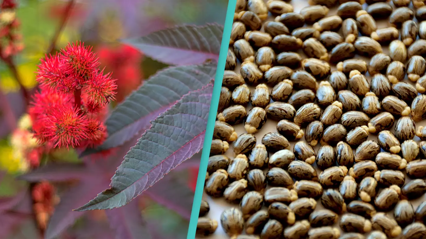 People are just finding out about this plant's seed that's 6,000 times more poisonous than cyanide
