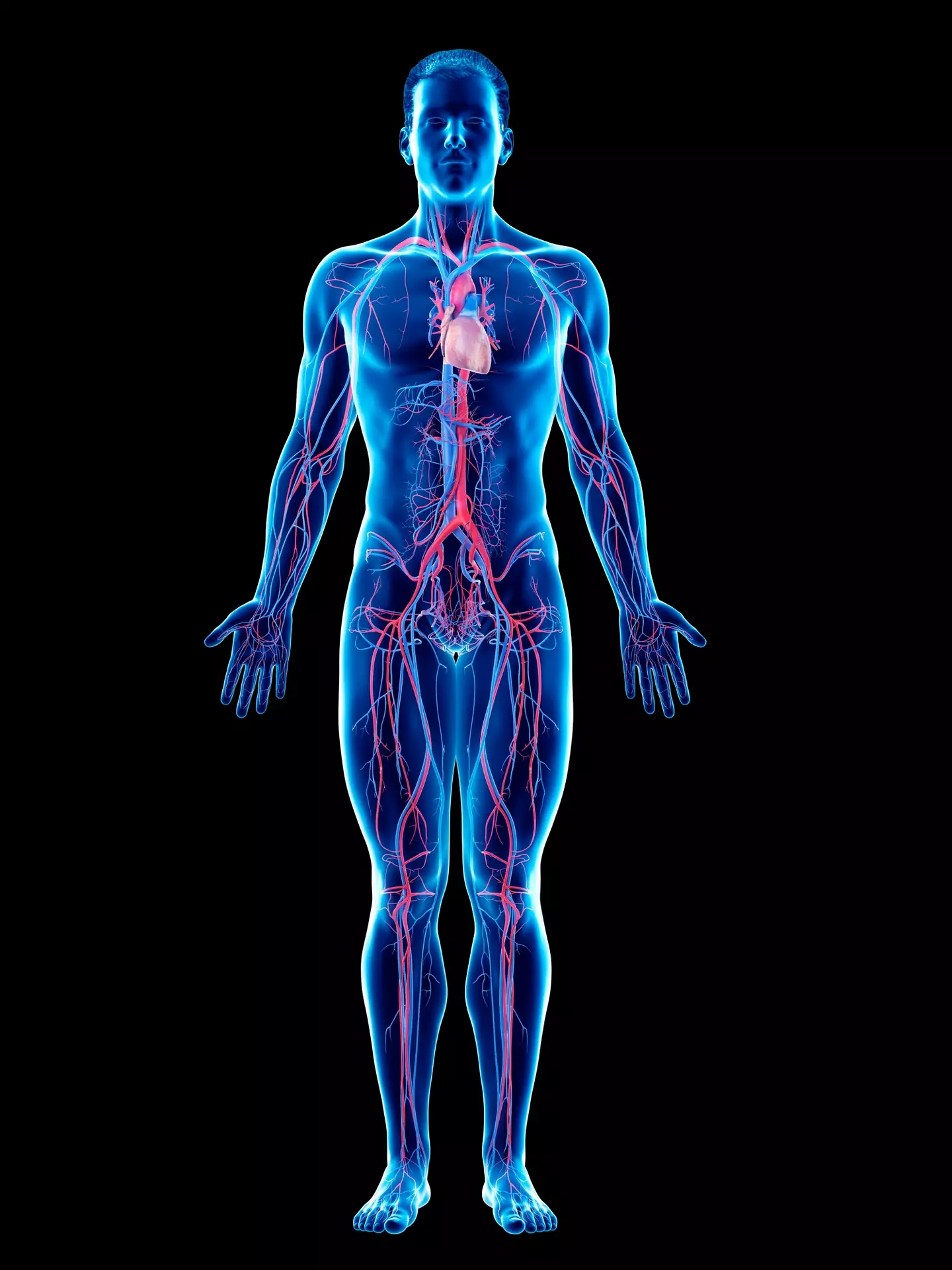 We have so many blood vessels that if tied together and extracted from our bodies they could wrap around Earth up to four times - that's crazy. (Getty stock image)