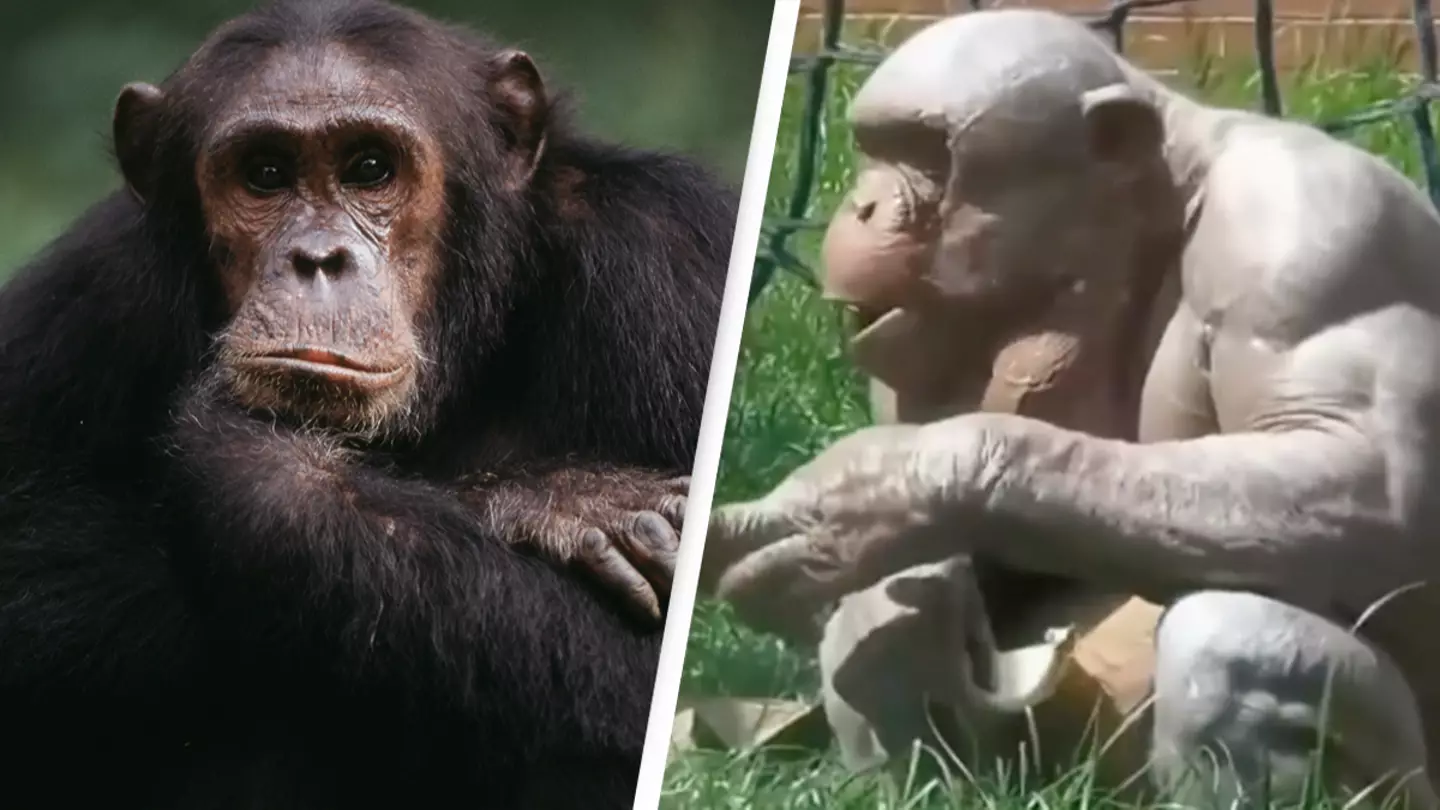 People freaking out after ‘horrific’ video shows what animals look like without hair