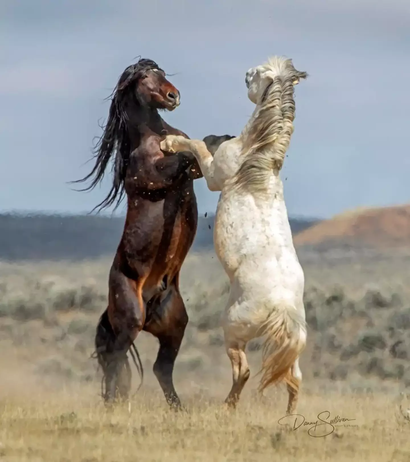 Two horses doing the Tango.