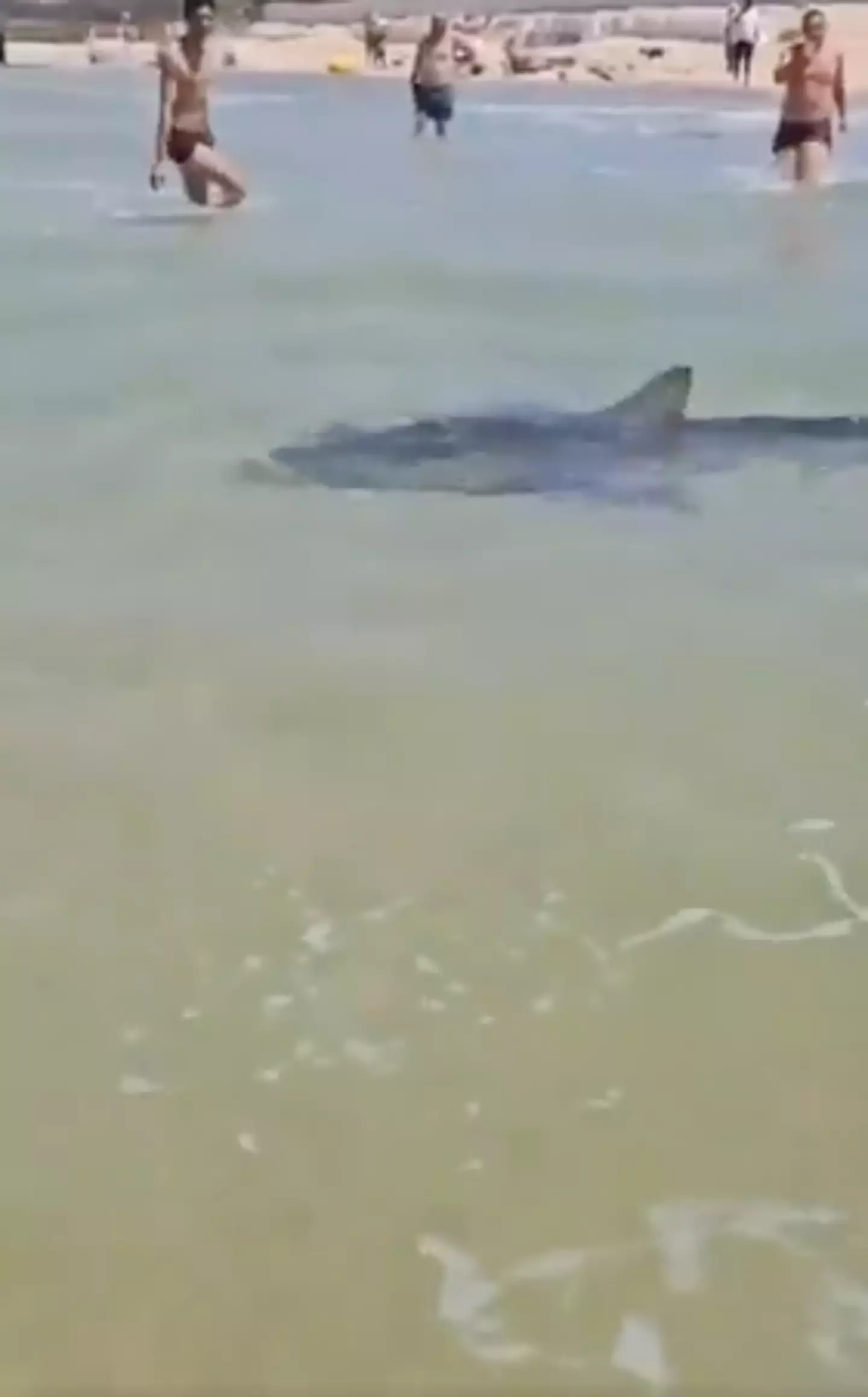 A shark swam past beachgoers in terrifying scenes (X)