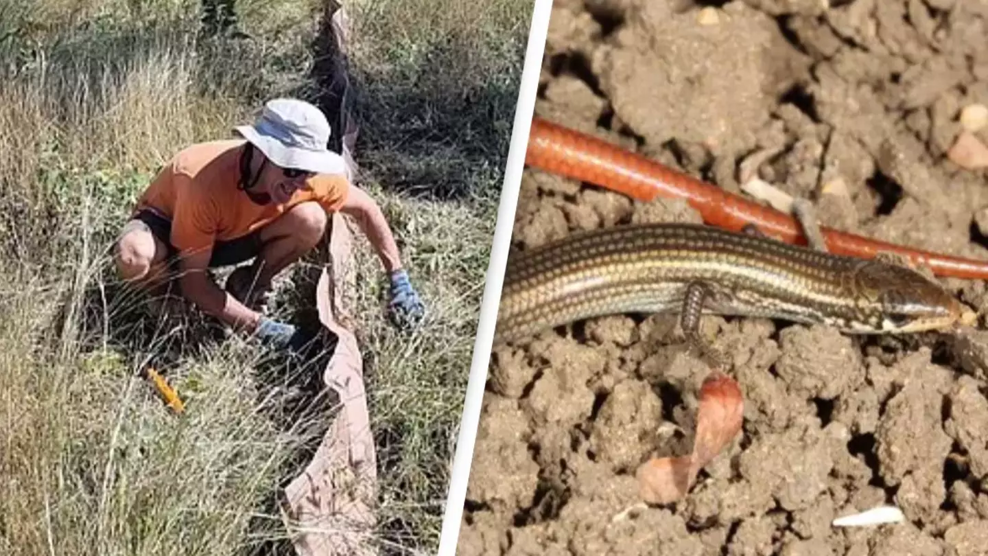 Lizard thought to be extinct has just been found after 42 years since last sighting