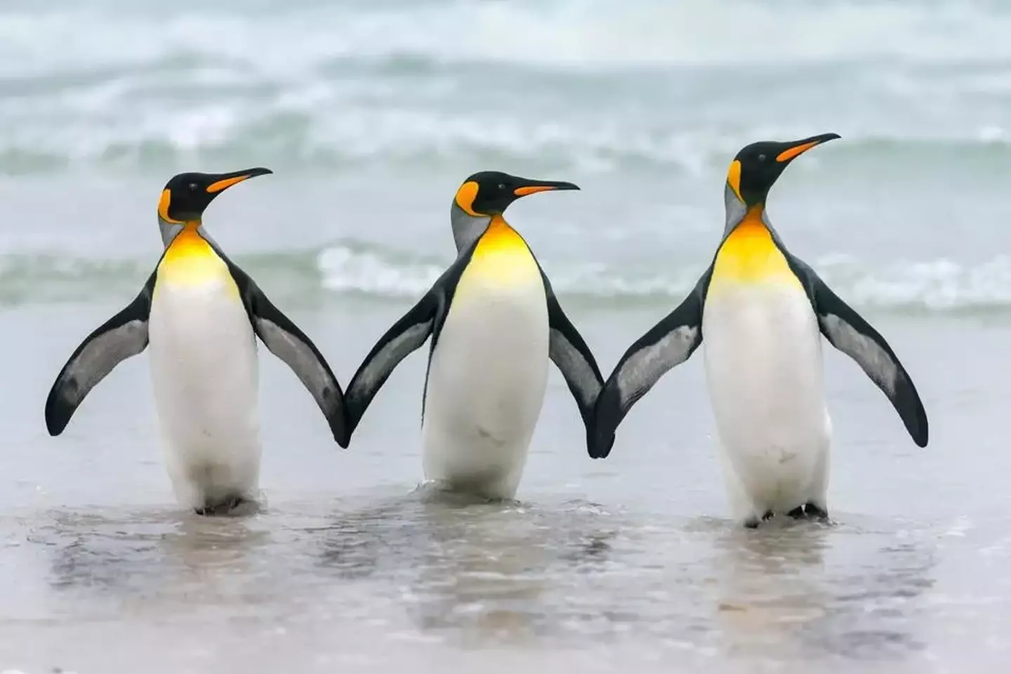 Just three penguins living their best lives.