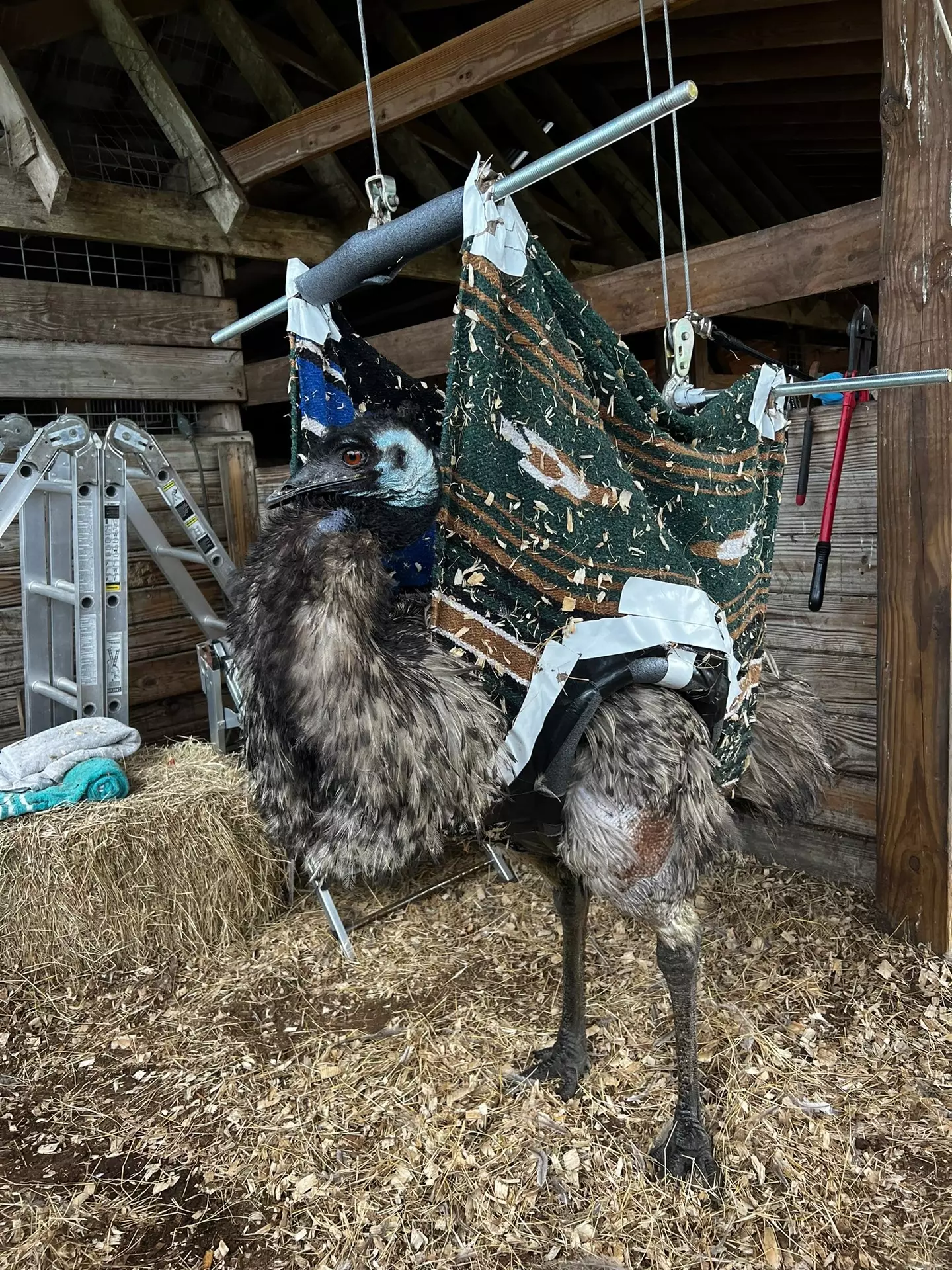 All is not lost, as Emmanuel is continuing to fight.