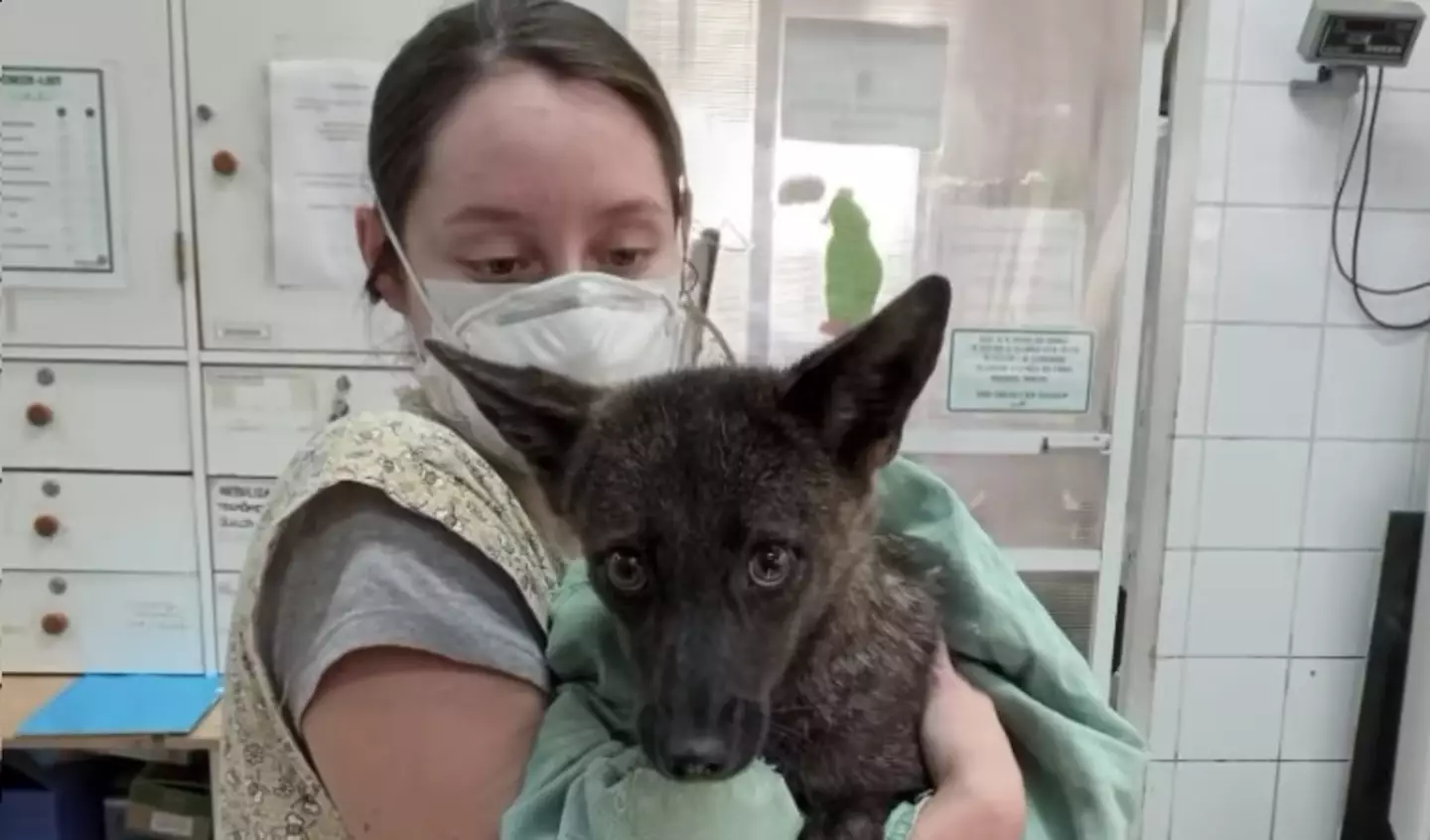 The cross between a dog and a fox was named a 'dogxim'.