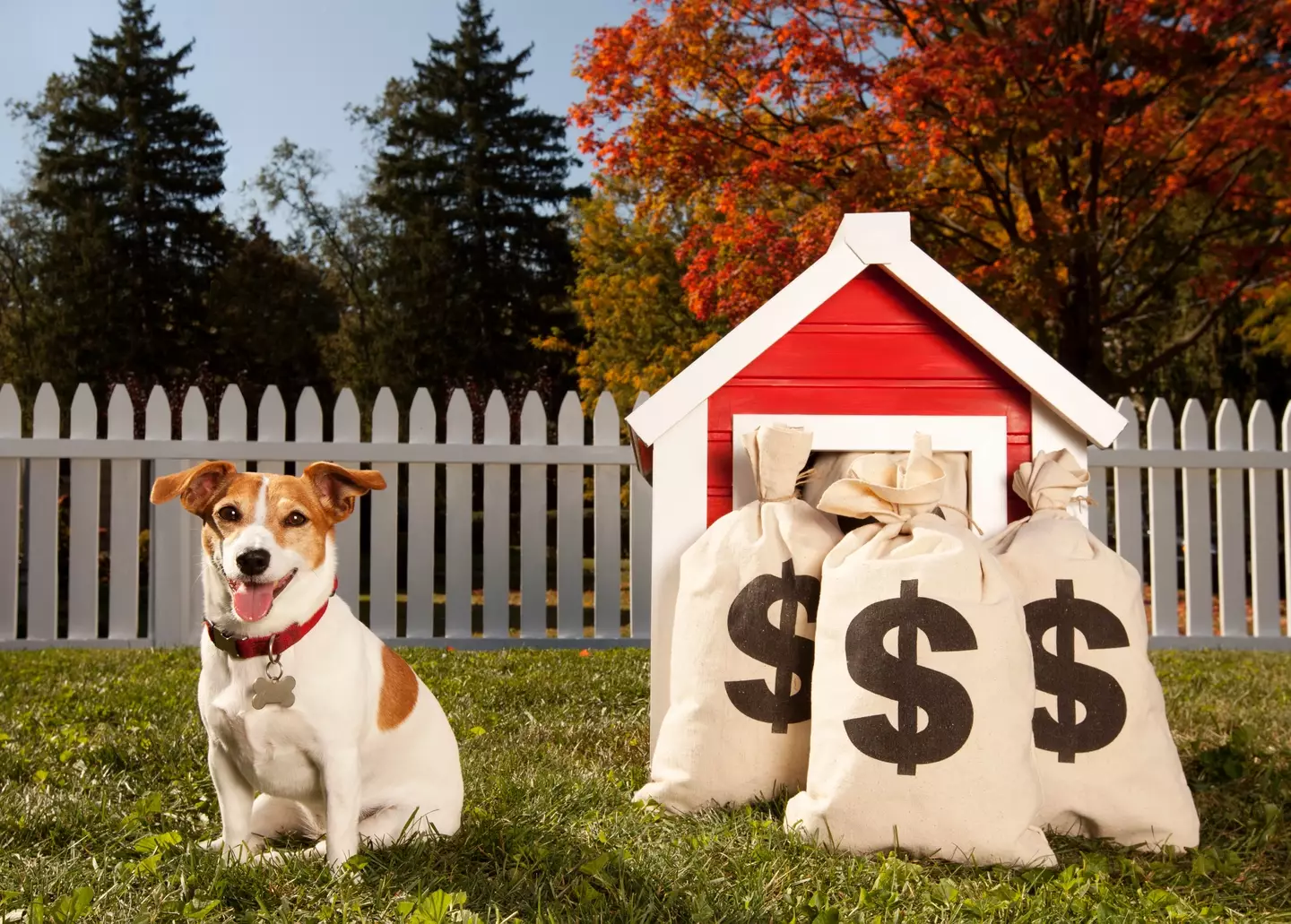 It's like the dog won the rollover.