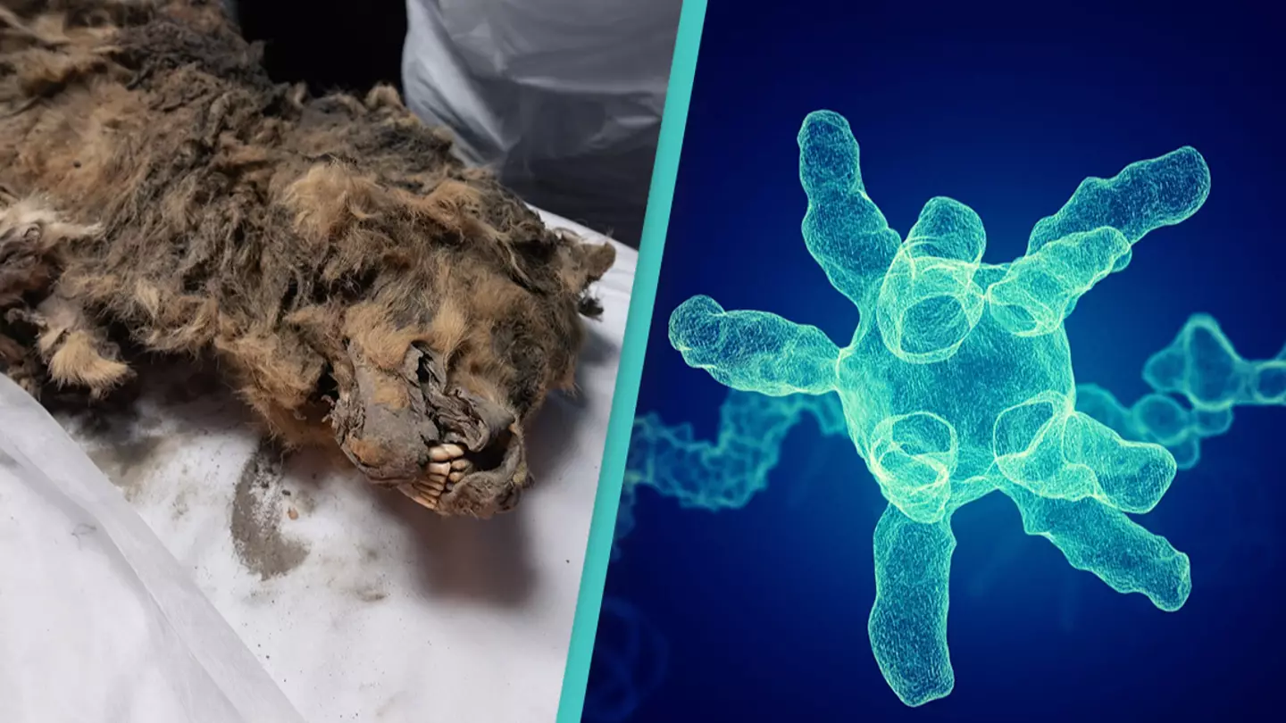 Frozen wolf turns out to be 44,000 years old prompting scientists to check its gut for ancient viruses