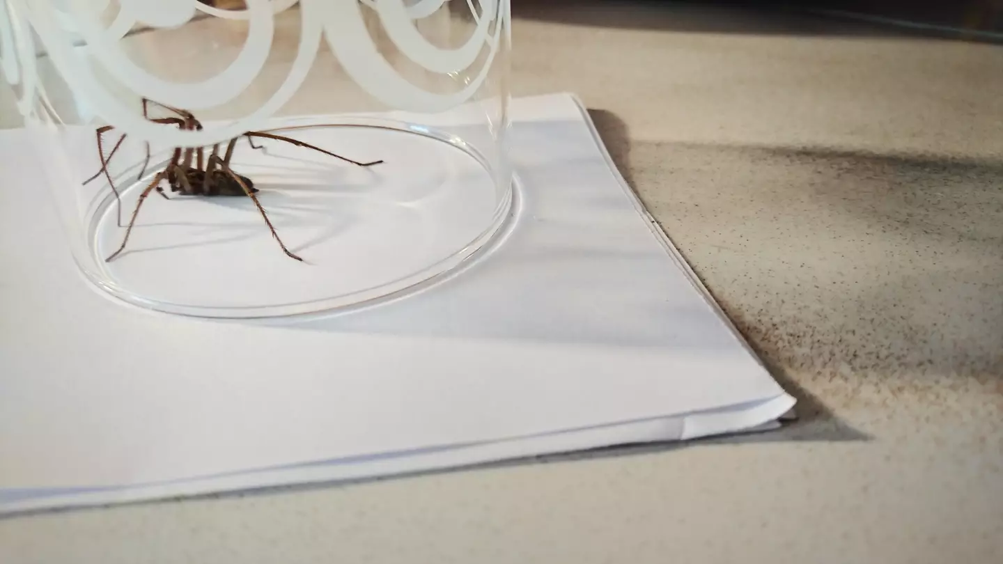 Out you go little friend, you can defend my home from flies but please do it somewhere else.
