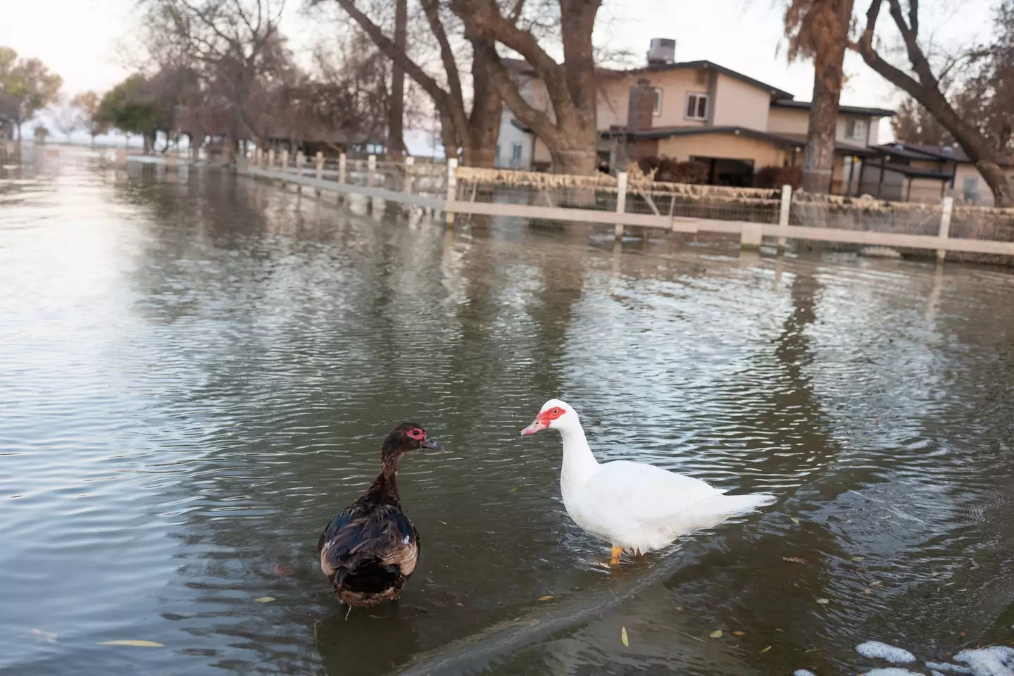 At least some of the wildlife are happy about the return of the lake(Andrew Lichtenstein/Corbis via Getty Images)