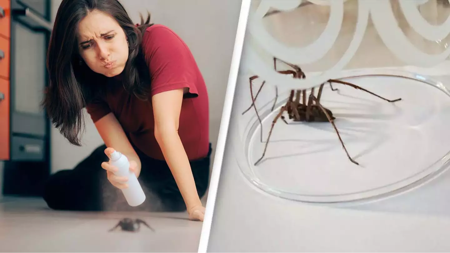 Reason you should never kill a spider in your own home 