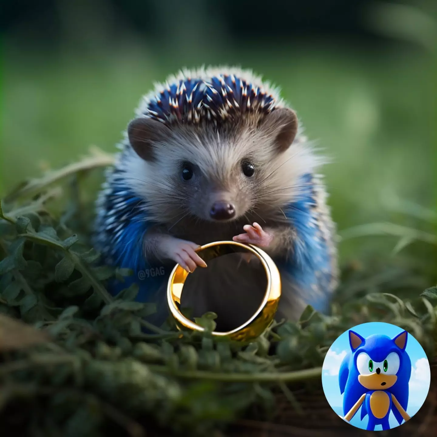 Yeah, actual hedgehogs look nothing like Sonic and can't go as fast.
