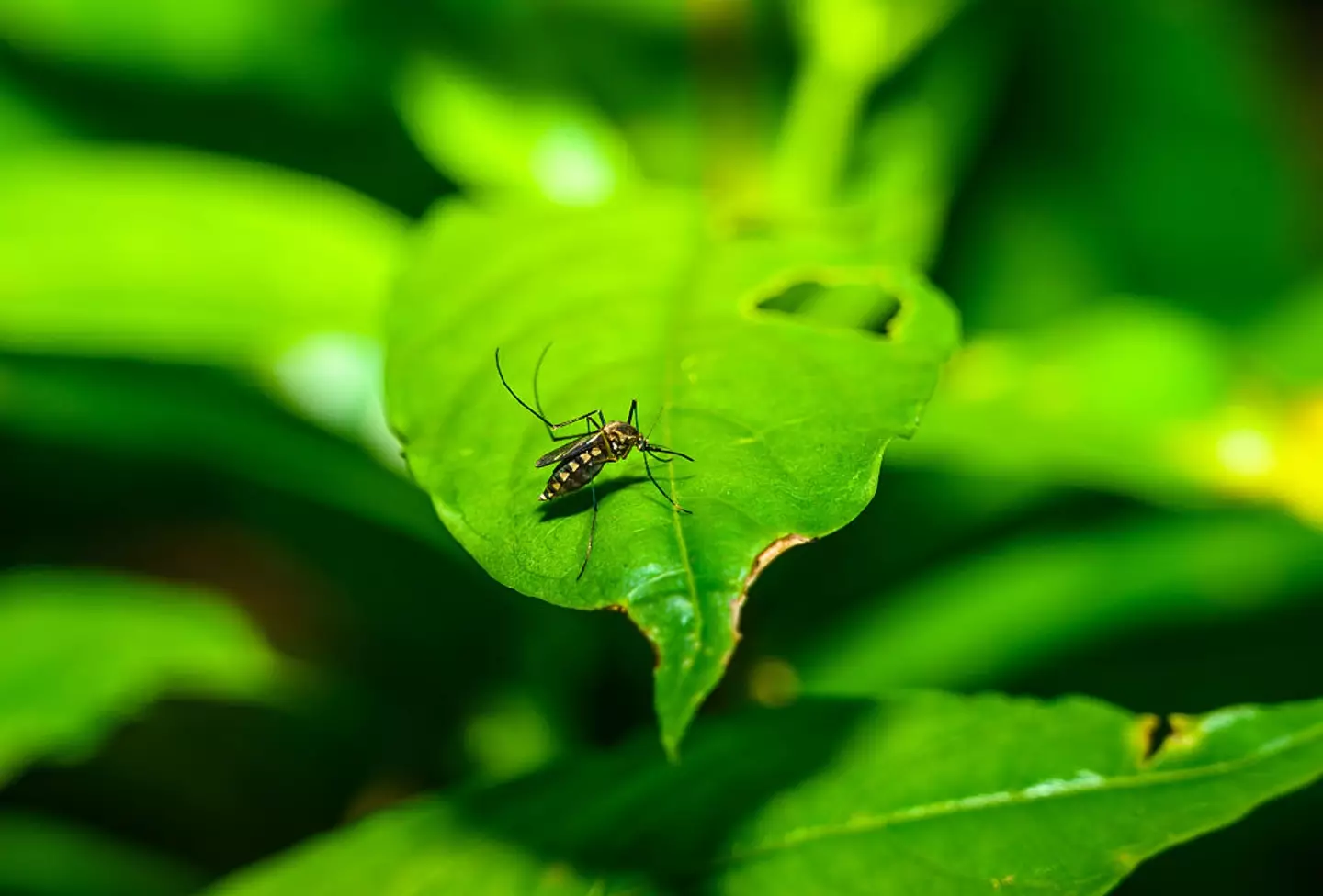 Aedes mosquitos are known carriers (Soumyabrata Roy/NurPhoto via Getty Images)
