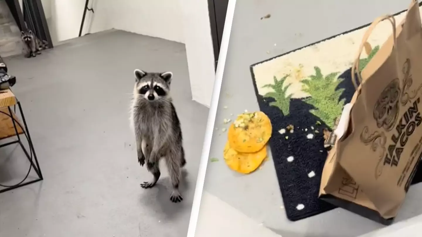 Woman mortified after raccoons steal and destroy her DoorDash delivery