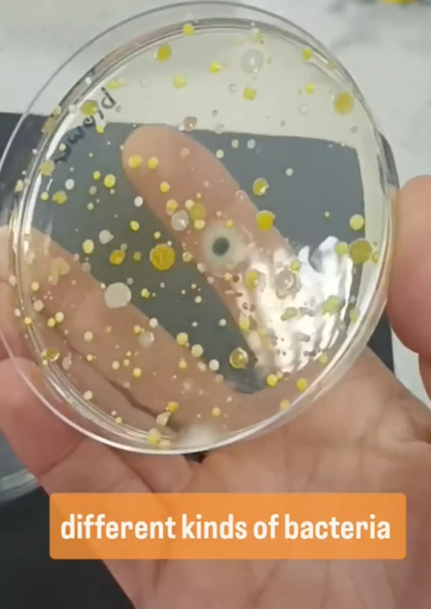 Ruth revealed the bacteria that came from the hand dryer (@devonscience/TikTok)