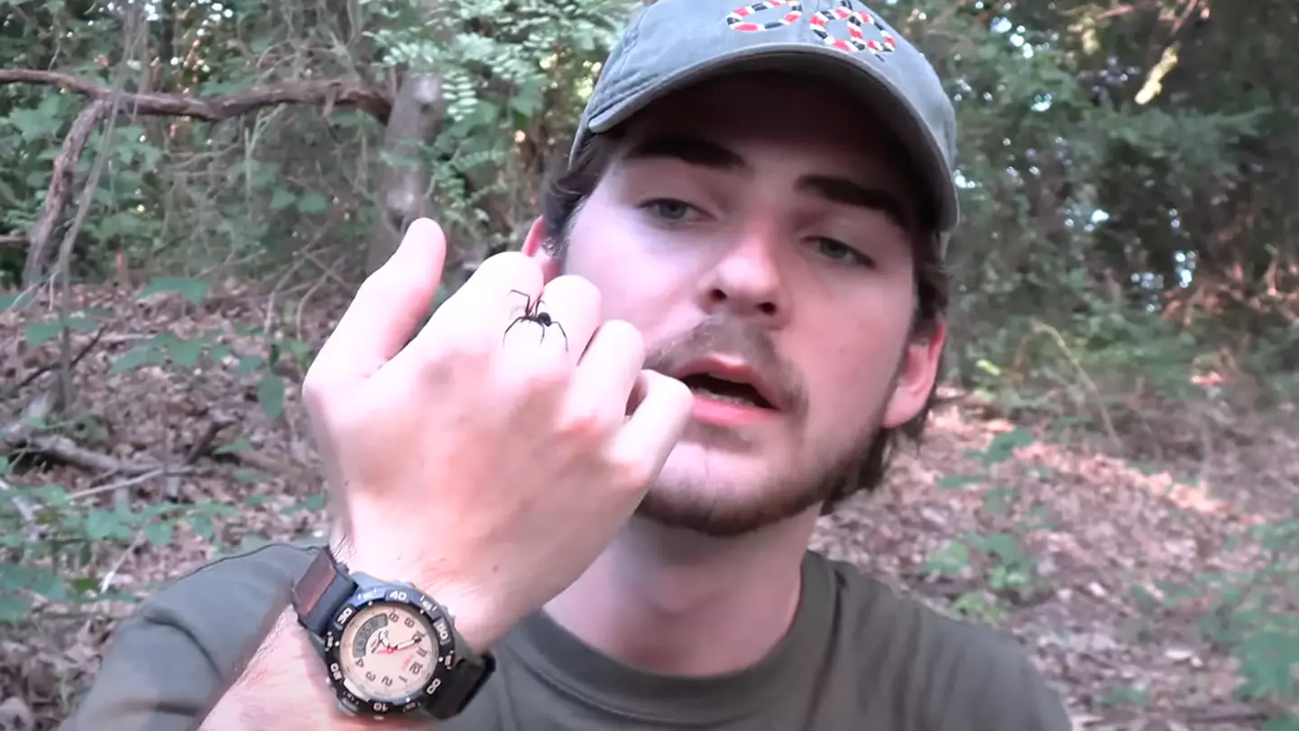 Man intentionally gets bitten by black widow spiders to 'debunk myths' and the results are surprising