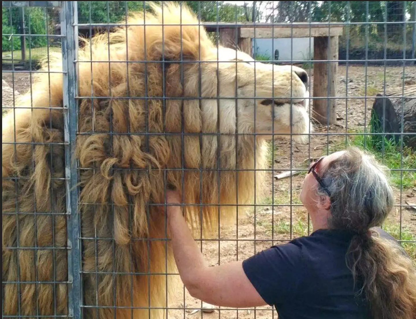 The owner Stephanie Robinson pictured with a big cat (Darlingdownszoo.com.au)