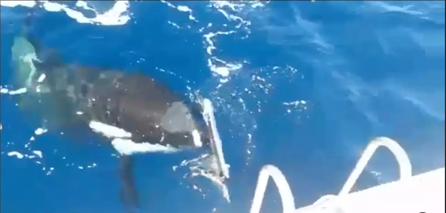 The orca ripped a piece off the boat.