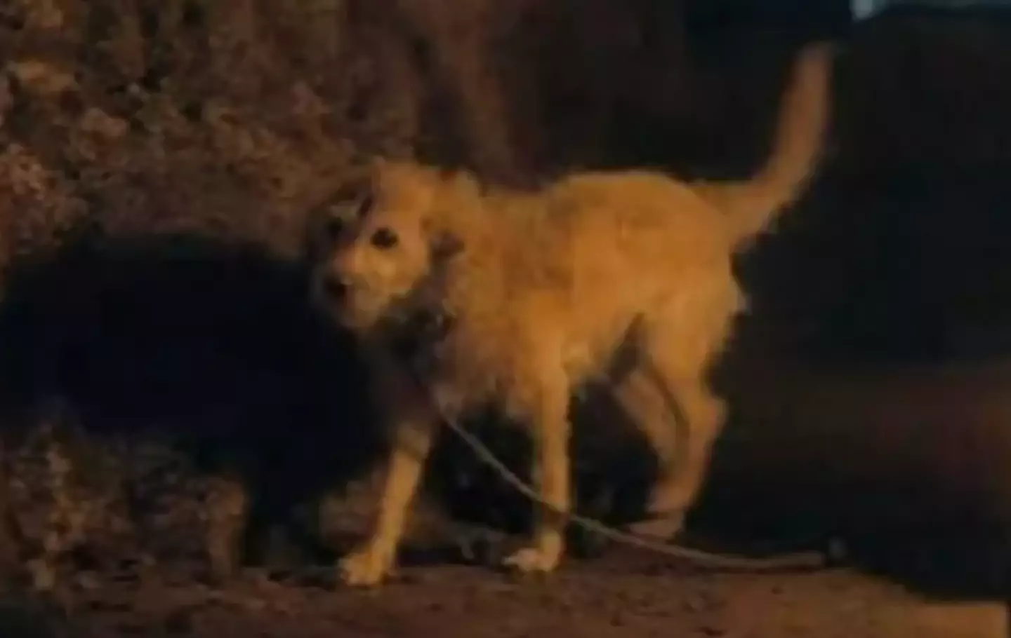 The poor kicked dog (HBO)