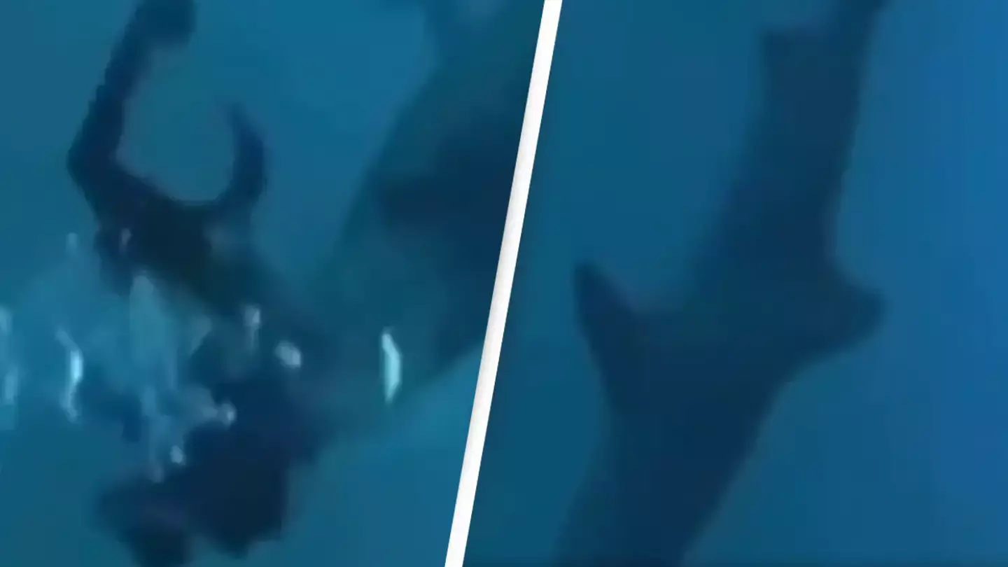 Terrifying moment shark tries to bite diver's head off in shocking footage