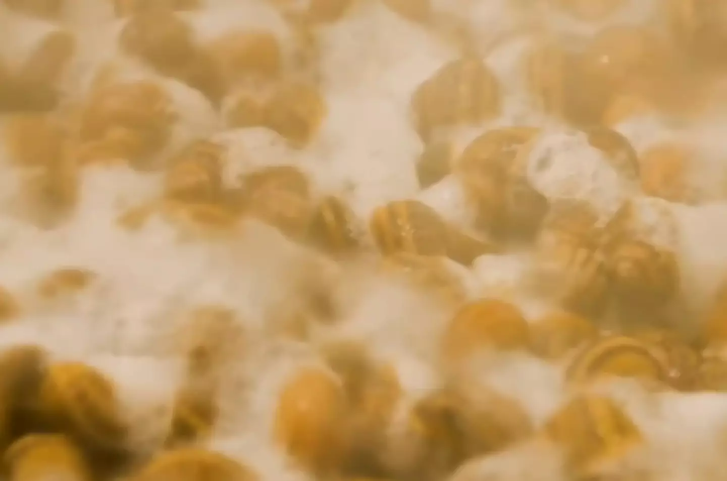 Snail slime is a useful part of many beauty products.