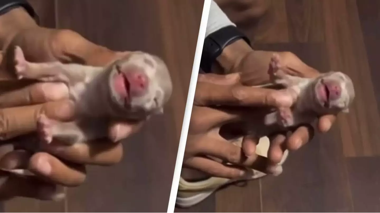Owner brings 'dead' puppy back to life after it stopped breathing and went stiff in shocking video