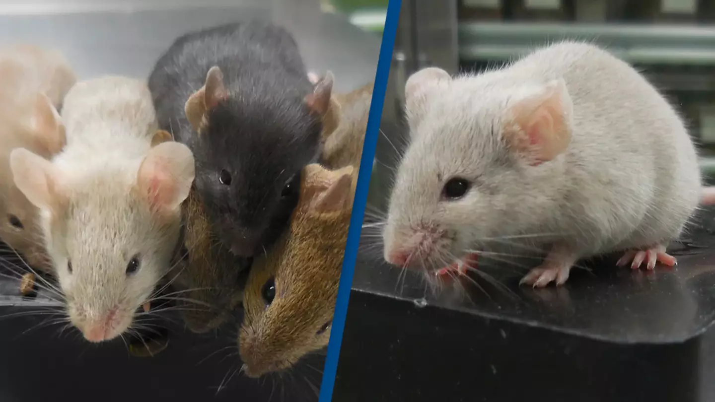 Scientists create mice from two males in major breakthrough
