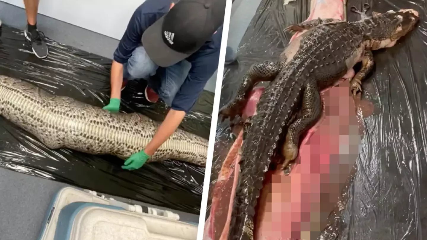 Researchers are shocked after finding alligator swallowed whole by 18ft-long python